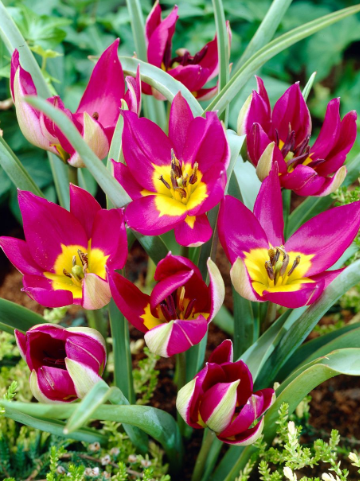 Tulip Eastern Star Variety ( Botanical tulip ) 3 bulbs