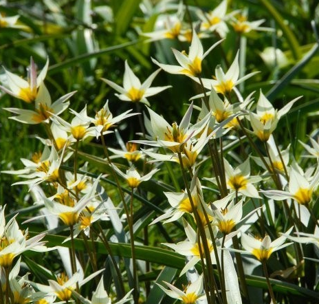 Tulip TURKESTANICA Variety ( Botanical tulip ) 3 bulbs