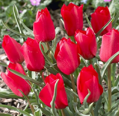 Tulip Red Hunter Variety ( Botanical tulip ) 3 bulbs