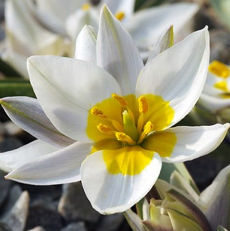 Tulip Polychroma Variety ( Botanical tulip ) 3 bulbs