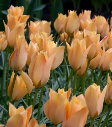 Tulip Bronze Charm Variety ( Botanical tulip ) 3 bulbs