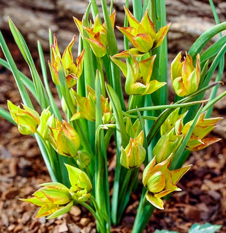 Tulip Flava Variety ( Botanical tulip ) 3 bulbs