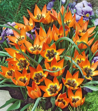 Tulip Little Princess Variety ( Botanical tulip ) 3 bulbs