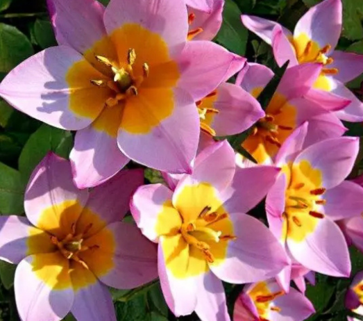 Tulip Lilac Wonder Variety ( Botanical tulip ) 3 bulbs