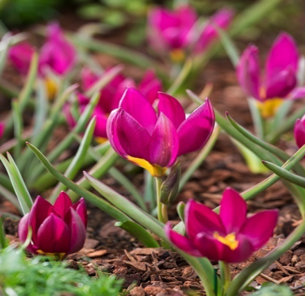 Tulip Pulchella Odalisque Variety ( Botanical tulip ) 3 bulbs
