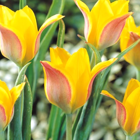 Tulip Kolpakowskiana Variety ( Botanical tulip ) 3 bulbs