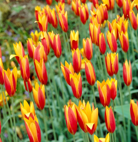 Tulip Tubergen's Gem Variety ( Botanical tulip ) 3 bulbs