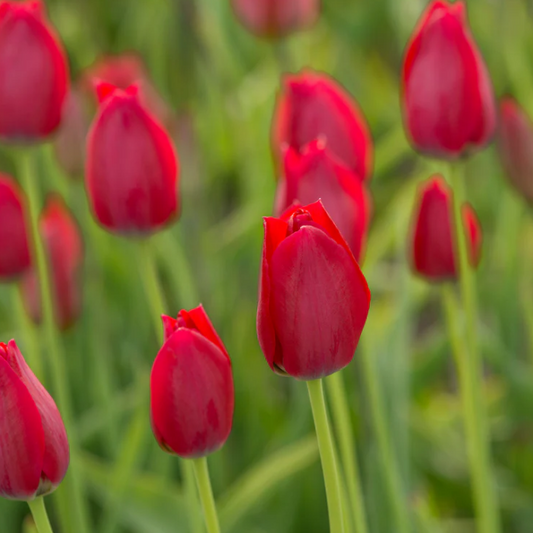 Tulip Aximensis Variety ( Botanical tulip ) 3 bulbs