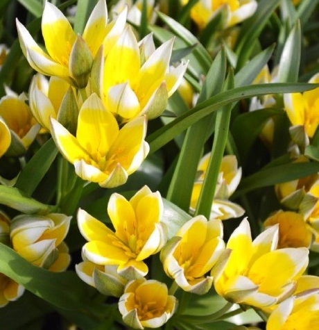 Tulip Urumiensis Variety ( Botanical tulip ) 3 bulbs