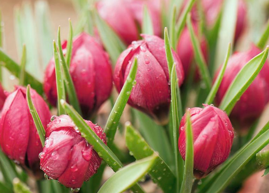 Tulip Lilliput Variety ( Botanical tulip ) 3 bulbs