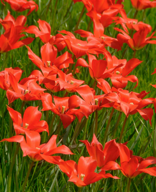 Tulip Linifolia Variety ( Botanical tulip ) 3 bulbs