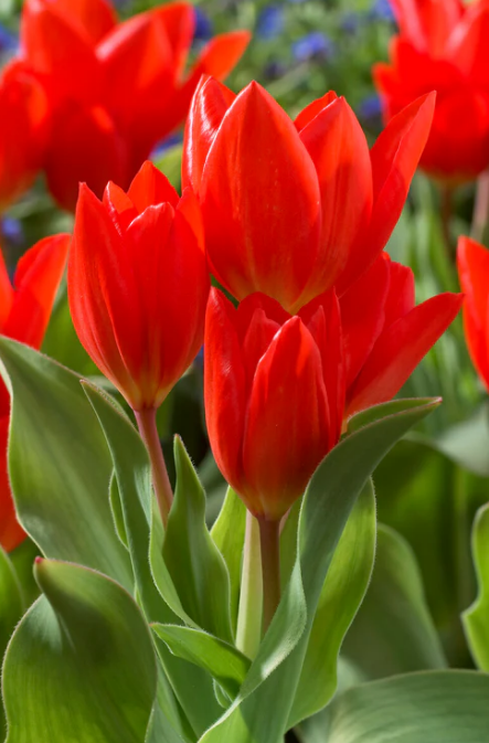 Tulip Fusilier Variety ( Botanical tulip ) 3 bulbs