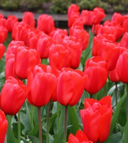 Tulip Apeldorn Variety ( Darwin's tulip ) 3 bulbs