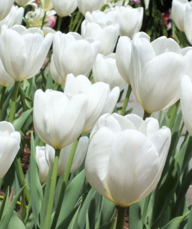 Tulip Hakuun Variety ( Darwin's tulip ) 3 bulbs
