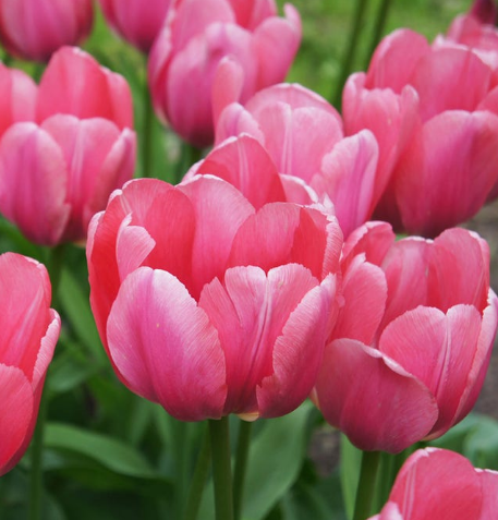 Tulip Pink Impression Variety ( Darwin's tulip ) 3 bulbs