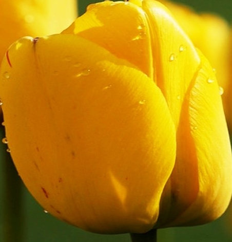 Tulip Golden Apeldorn Variety ( Darwin's tulip ) 3 bulbs