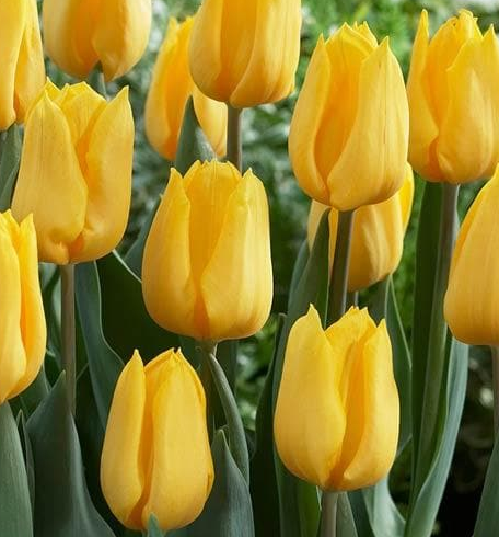 Tulip Golden Apeldorn Variety ( Darwin's tulip ) 3 bulbs