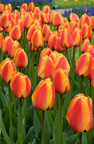 Tulip APELDORN'S ELITE Variety ( Darwin's tulip ) 3 bulbs
