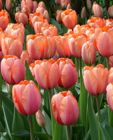 Tulip Apricot Impression Variety ( Darwin's tulip ) 3 bulbs