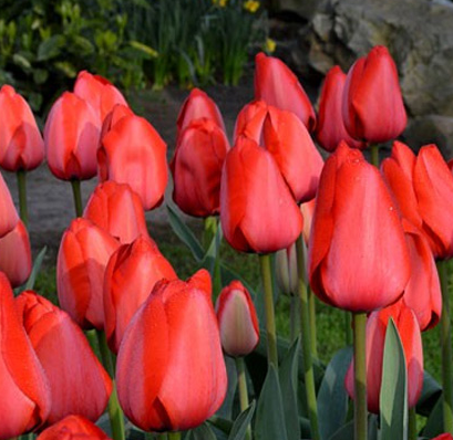 Tulip Red Impression Variety ( Darwin's tulip ) 3 bulbs