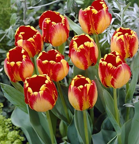 Tulip Banja Luka Variety ( Darwin's tulip ) 3 bulbs