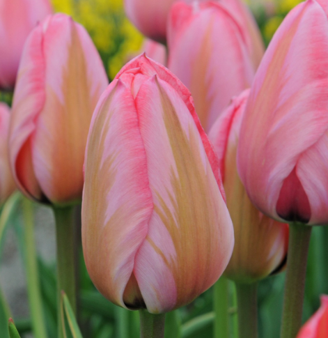 Tulip Design Impression Variety ( Darwin's tulip ) 3 bulbs