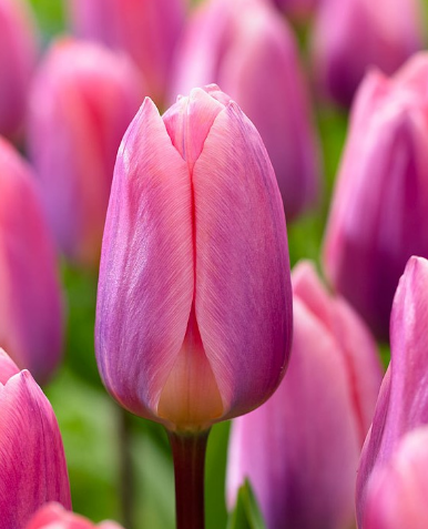 Tulip Light And Dreamy Variety ( Darwin's tulip ) 3 bulbs