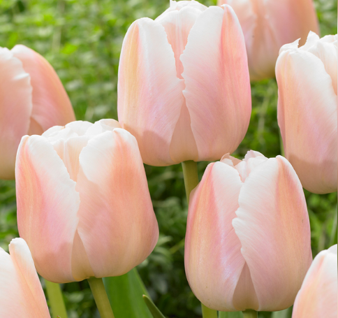 Tulip Apricot Pride Variety ( Darwin's tulip ) 3 bulbs