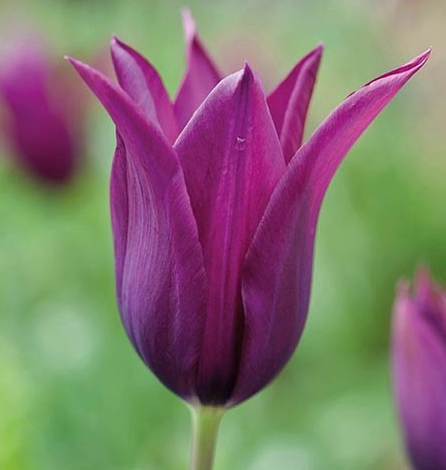 Tulip Burgundy Variety ( Lily-shaped tulip ) 3 bulbs