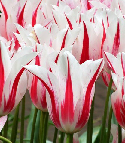 Tulip Marilyn Variety ( Lily-shaped tulip ) 3 bulbs