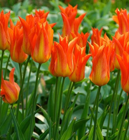 Tulip Ballerina Variety ( Lily-shaped tulip ) 3 bulbs