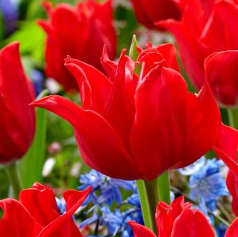 Tulip Pretty Woman Variety ( Lily-shaped tulip ) 3 bulbs