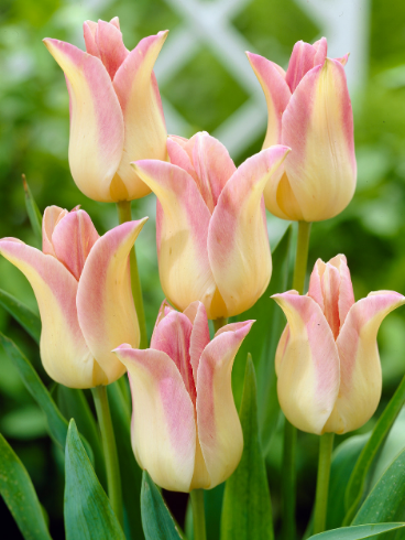 Tulip Elegant Lady Variety ( Lily-shaped tulip ) 3 bulbs