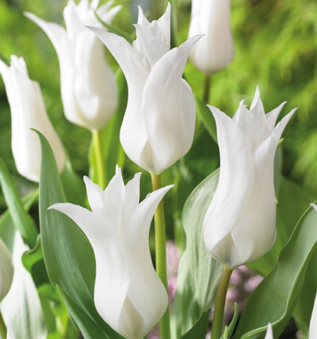 Tulip Tres Chic Variety ( Lily-shaped tulip ) 3 bulbs