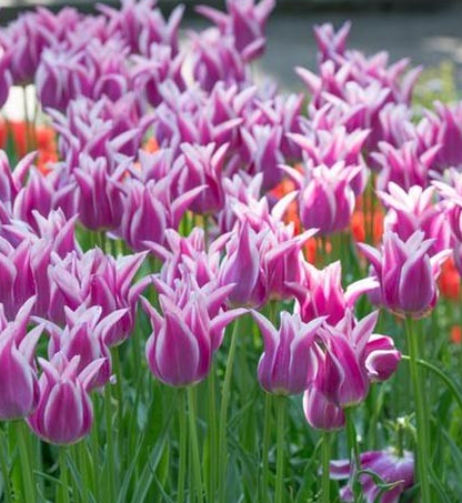 Tulip Ballade Variety ( Lily-shaped tulip ) 3 bulbs