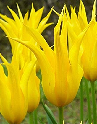 Tulip West Point Variety ( Lily-shaped tulip ) 3 bulbs