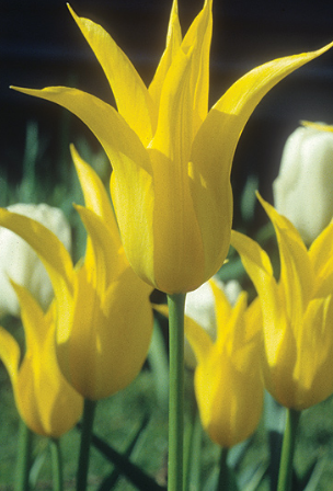 Tulip West Point Variety ( Lily-shaped tulip ) 3 bulbs