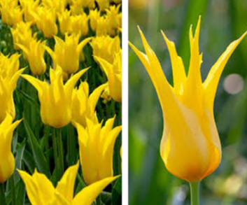 Tulip West Point Variety ( Lily-shaped tulip ) 3 bulbs