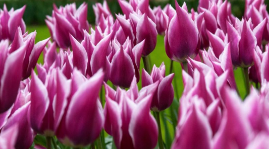 Tulip Claudia Variety ( Lily-shaped tulip ) 3 bulbs