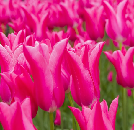 Tulip Mariette Variety ( Lily-shaped tulip ) 3 bulbs