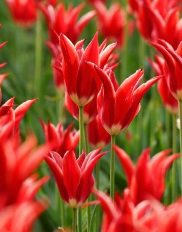 Tulip Aladdin Variety ( Lily-shaped tulip ) 3 bulbs