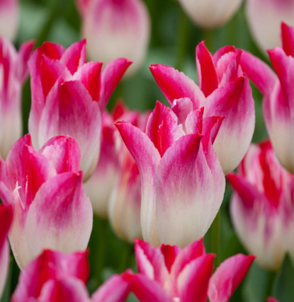 Tulip Whispering Dream Variety ( Lily-shaped tulip ) 3 bulbs