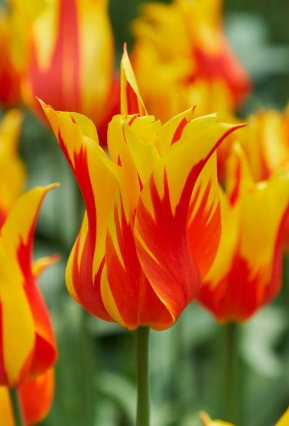 Tulip Fire Wings Variety ( Lily-shaped tulip ) 3 bulbs