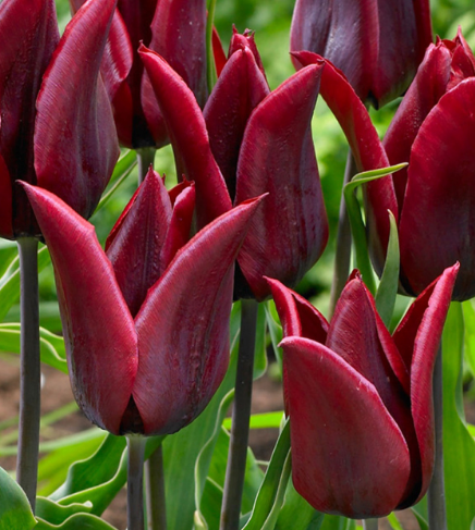 Tulip Lasting Love Variety ( Lily-shaped tulip ) 3 bulbs