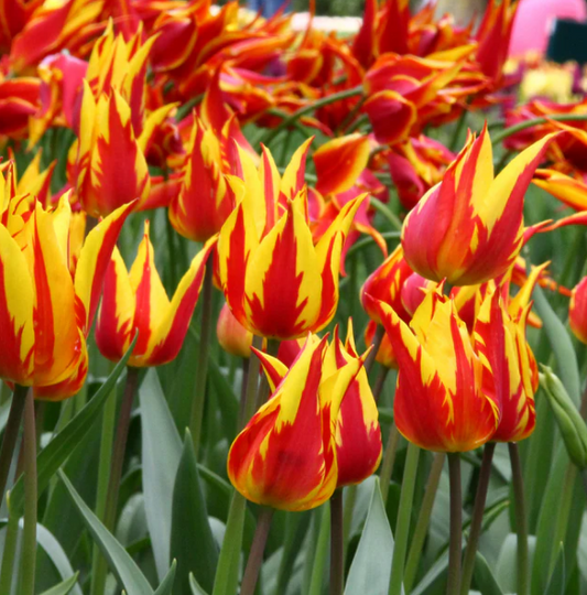 Tulip Firework Variety ( Lily-shaped tulip ) 3 bulbs