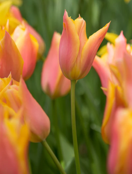 Tulip Marianne Variety ( Lily-shaped tulip ) 3 bulbs