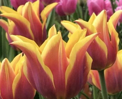 Tulip Sonnet Variety ( Lily-shaped tulip ) 3 bulbs