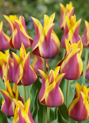Tulip Sonnet Variety ( Lily-shaped tulip ) 3 bulbs