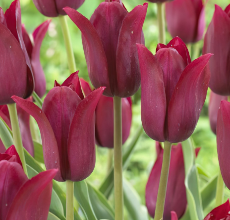 Tulip Merlot Variety ( Lily-shaped tulip ) 3 bulbs