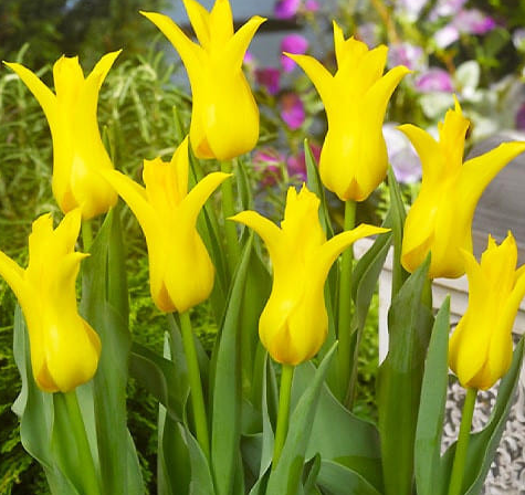 Tulip Schiedam Variety ( Lily-shaped tulip ) 3 bulbs